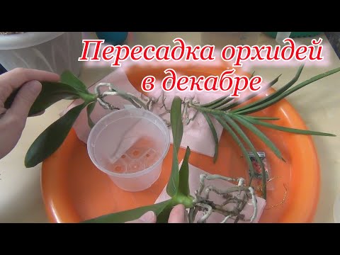 Видео: Пересаживаем мои декабрьские поступления орхидей. Не все гладко, но об этом в след видео.