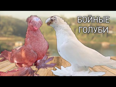 Видео: Узбекские бойные голуби! Двухчубые голуби. Tauben. Pigeons. Palomas. Pombos. 비둘기.