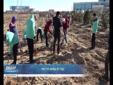 Видео: 100 түп ағаш егілді