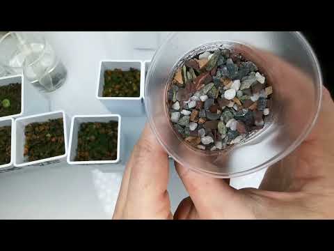 Видео: Результаты второго посева суккулентов