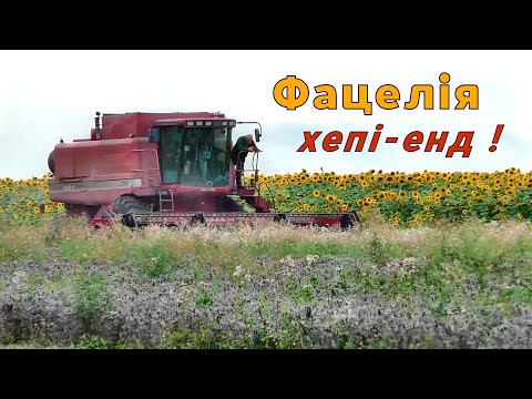 Видео: Скосили і очищаємо нашу фацелію. Нарешті!