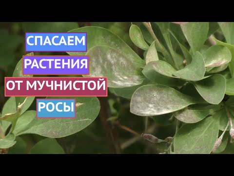 Видео: КАК ИЗБАВИТЬСЯ ОТ МУЧНИСТОЙ РОСЫ НА РАСТЕНИЯХ!