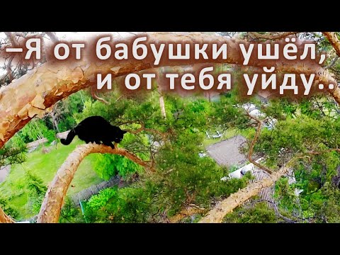 Видео: Поймай меня, если сможешь