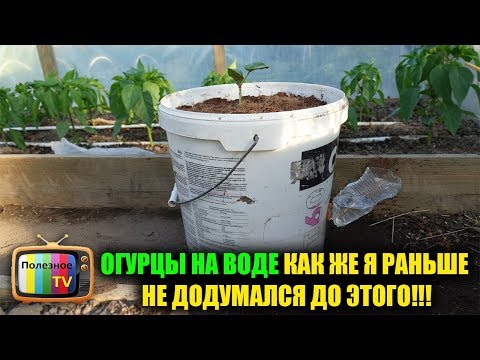 Видео: ОГУРЦЫ НА ВОДЕ КАК ЖЕ Я РАНЬШЕ НЕ ДОДУМАЛСЯ ДО ЭТОГО!!!