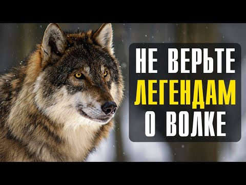 Видео: 10 фактов: Почему волк не такой благородный зверь, как о нём говорят