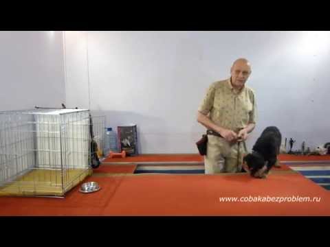 Видео: Как научить собаку не бояться выстрелов