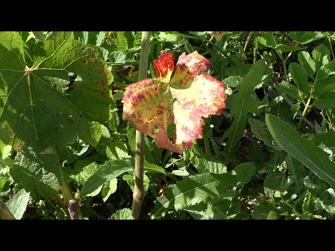 Видео: Желтые, красные, усыхающие и т.п. листья на винограде. Что это ?