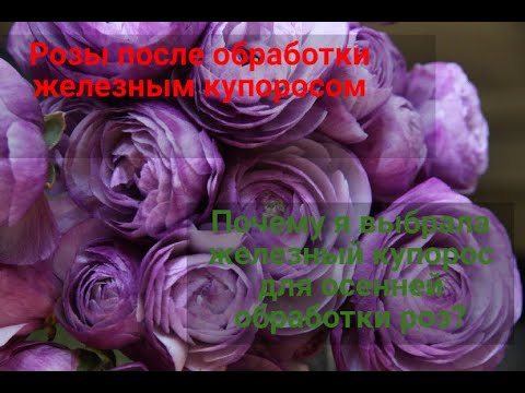 Видео: Розы после обработки железным купоросом.Почему я выбрала железный купорос для осенней обработки роз.