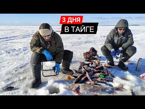 Видео: ОКУНЬ на каждой проводке. Эксперименты с приманками на окуня.