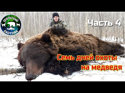 Видео: Семь дней охоты на медведя. Выстрел на 5 шагов (Часть 4).