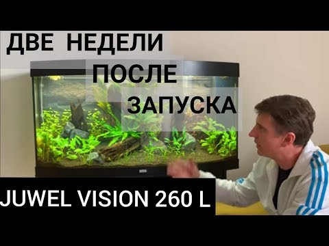 Видео: Аквариум Juwel vision 260 литров. Две недели после запуска. Выпуск 7.