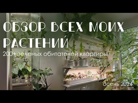 Видео: Моя коллекция комнатных растений: 200+ зеленых обитателей в квартире.