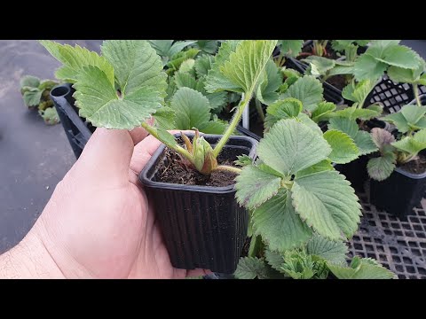 Видео: Как из рассады ОКС сделать ЗКС