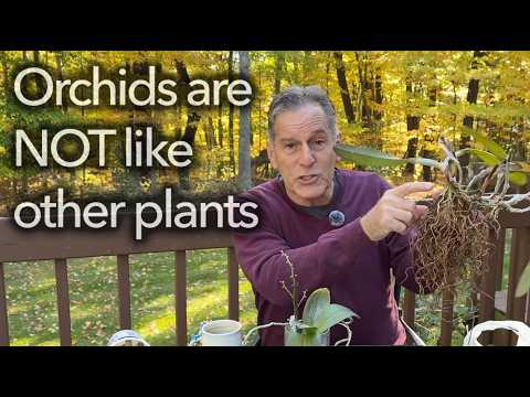 Видео: Орхидеи НЕ похожи на другие растения