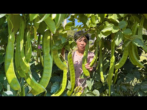 Видео: Вогнутых бобов много-много, бабушка греется в сушеных вогнутых бобах