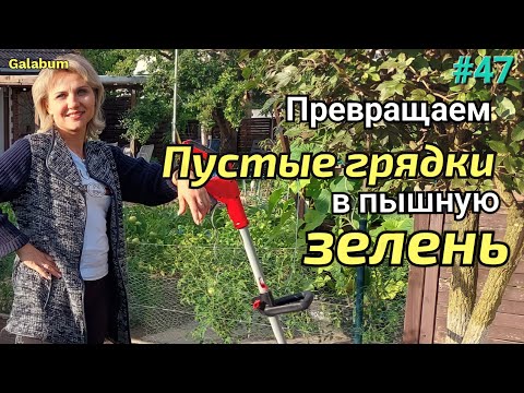 Видео: Пустые грядки? Нет проблем! Узнайте, как с легкостью выращивать зелень в августе. @galabum
