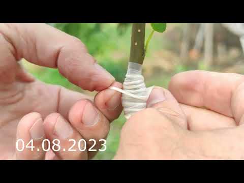 Видео: grafting a tree in summer // прививка дерева летом