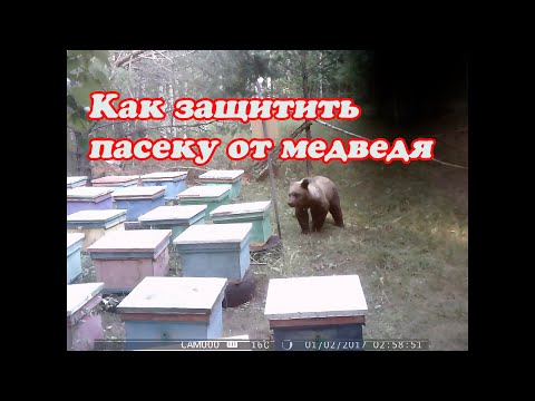 Видео: КАК ЗАЩИТИТЬ ПАСЕКУ ОТ МЕДВЕДЯ, ЭЛЕКТРО ПАСТУХ Статик  3М