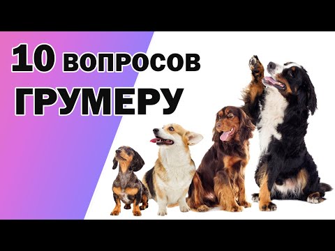 Видео: ПРАВИЛА УХОДА ЗА СОБАКОЙ. 10 ВОПРОСОВ ГРУМЕРУ.