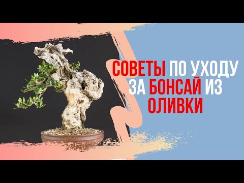 Видео: Все о бонсай из Оливки. Olea Silvestris и Olea Europaea