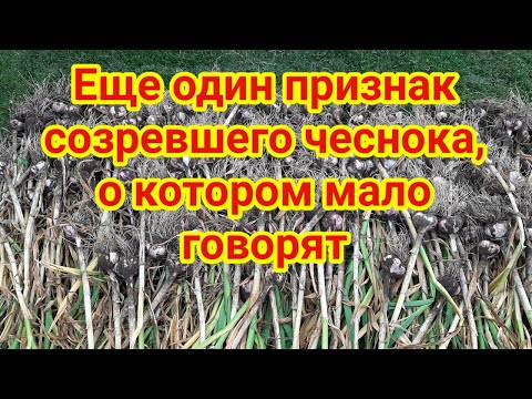 Видео: Еще один признак созревшего чеснока, о котором мало говорят