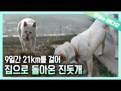 Видео: 9 дней долгого пути ... Возвращение домой из дома Джиндо, чтобы снова встретиться с его владельцем