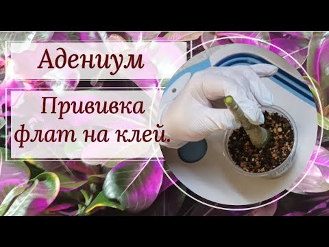 Видео: Адениум. Прививка флат на клей.