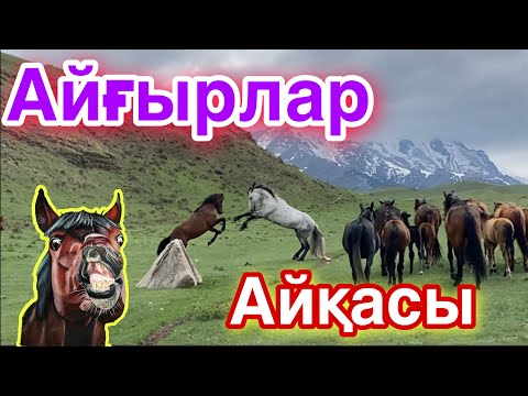 Видео: Жайлауға жылқы айдаймыз!Айғырлар айқасы.