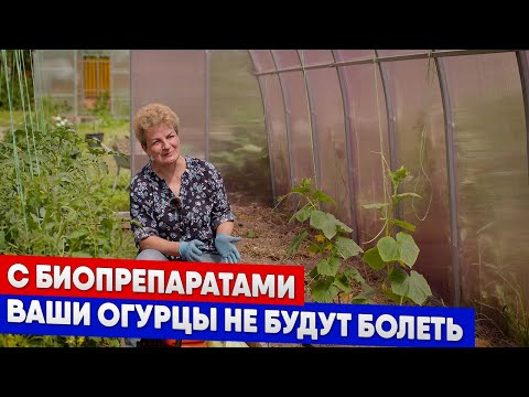 Видео: С биопрепаратами ваши огурцы не будут болеть