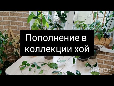 Видео: пополнение в коллекции хой