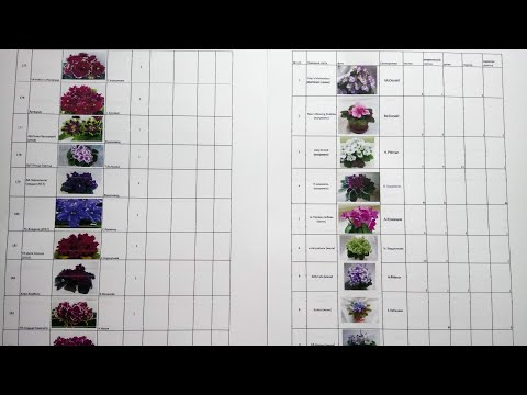 Видео: Каталог фиалок. Для чего нужен учёт сортов?