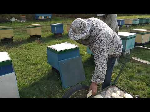 Видео: Весенняя подкормка. Дробилка для сахарной пудры