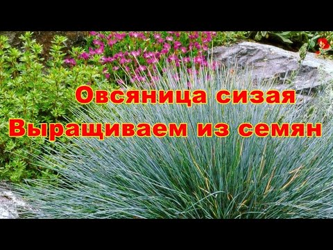 Видео: Овсяница сизая  Выращиваем из семян