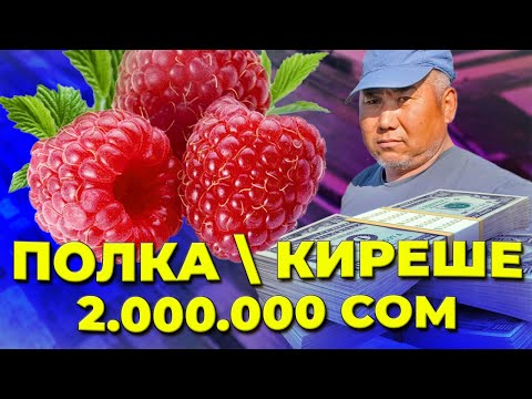 Видео: Малина өстүрүп ҮЙ-БҮЛӨСҮН байыткан Таалай мырза!