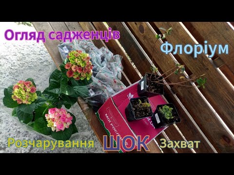 Видео: Огляд садженців з сайту Флоріум.