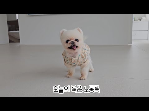 Видео: Что происходит, когда укладываешь газон для собак на 120 пхёнах земли?