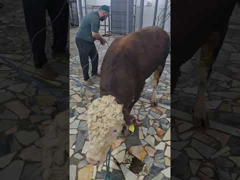 Видео: 31 августа 2025 г.