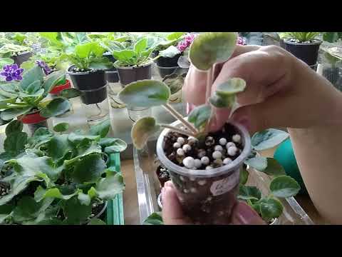 Видео: Жуткая жара. Как поливаю детки и стартёры фиалок.