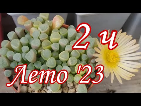 Видео: Коллекция суккулентов. Лето 23, часть 2 #succulent