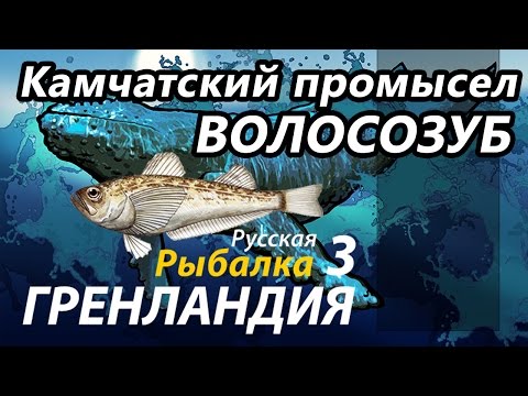 Видео: Камчатский промысел Волосозуб / РР3 [Русская Рыбалка 3 Гренландия]