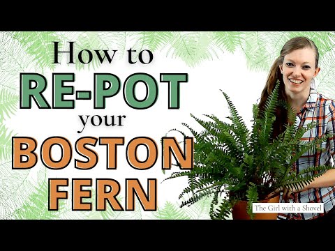 Видео: 5 простых шагов по пересадке бостонского папоротника | ПЛЮС (Как делить!)