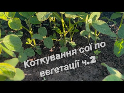 Видео: Один місяць сої після її коткування по вегетації.