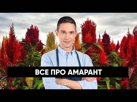 Видео: Все про АМАРАНТ