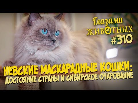 Видео: Глазами животных #310. Невские маскарадные кошки — достояние страны и сибирское очарование