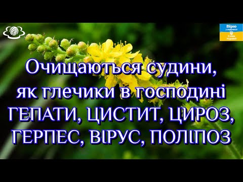 Видео: Очищаються судини, як глечики в господині. ГЕПАТИТ, ЦИСТИТ, ЦИРОЗ, ГЕРПЕС, ВІРУС, ПОЛІПОЗ