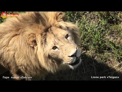 Видео: Витя и Олежка в шоке - Филя объелся озверина! Львы. Тайган.  Life of lions in Taigan