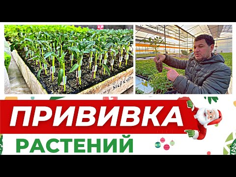 Видео: ТЕХНОЛОГИЯ ПРИВИВКИ РАСТЕНИЙ #теплица #рассада #агробизнес