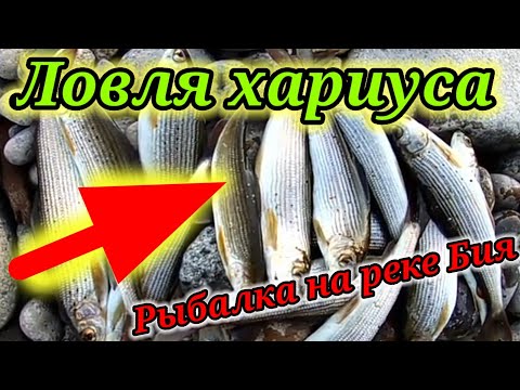 Видео: Рыбалка на реке Бия ☝. Ловля хариуса на удочку.