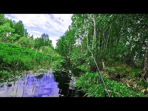 Видео: БЕШЕНЫЙ КЛЁВ ЩУКИ В ДИКОМ БОЛОТЕ !!! Вот это рыбалка !