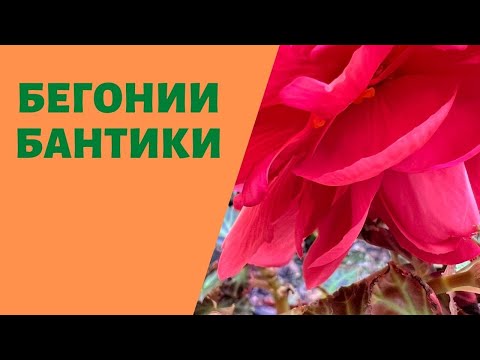 Видео: Бегония БАНТИКИ засыпает в марте? Условия, как у других бегонии выглядит плохо.